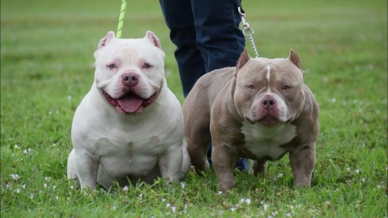 pocket pitbull puppies, pocket pitbull dog, pocket pitbull running