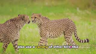 Cheetah Chronicles: Fun and Furry Facts ⚡