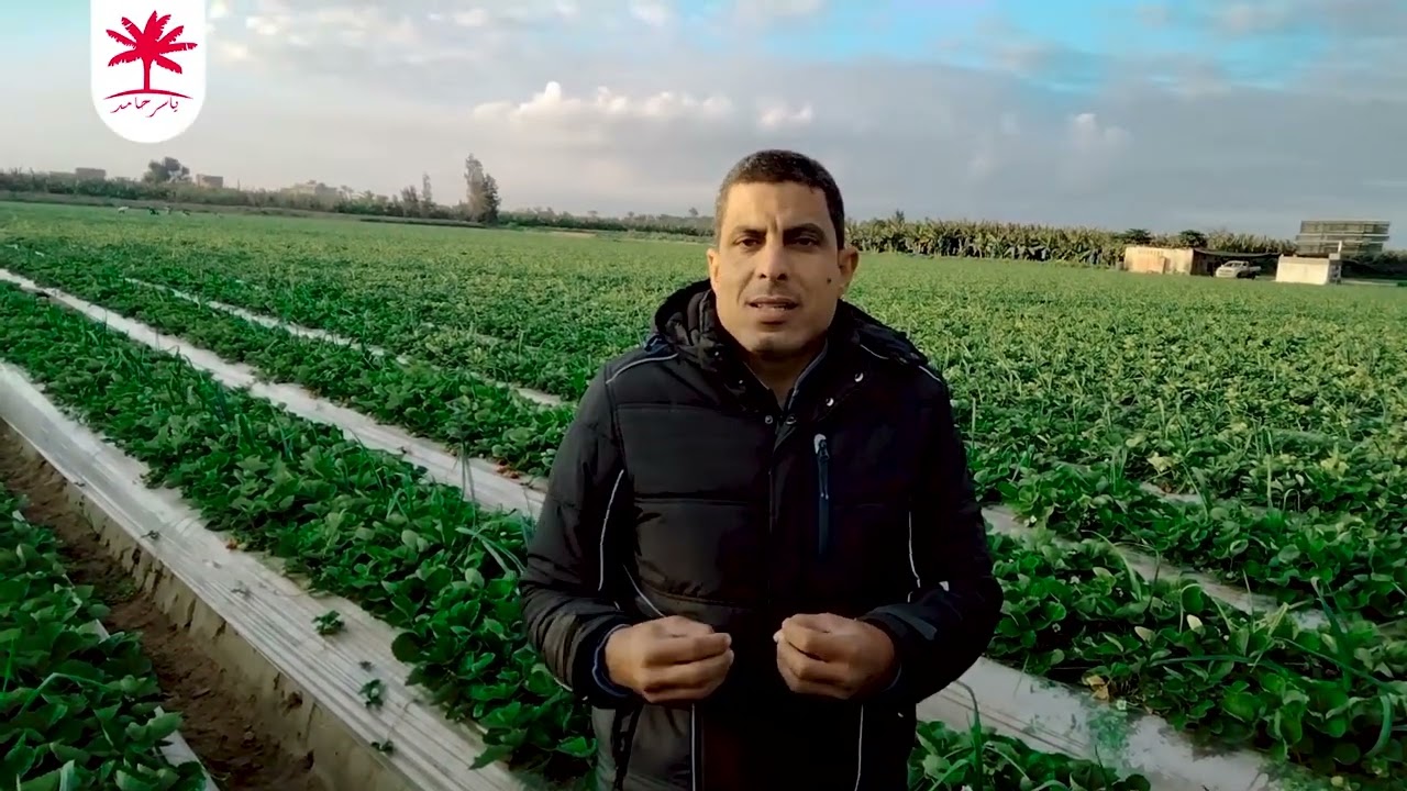 هل يمكن إطلاق المفترس لمكافحه العنكبوت الاحمر فى الشتاء(أثناء بوروده الجو)