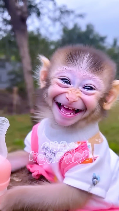 Monyet mimik cucu #comedy #trending