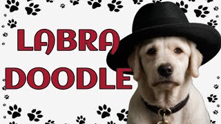 Labradoodle The Perfect Blend Of Love And Intelligence