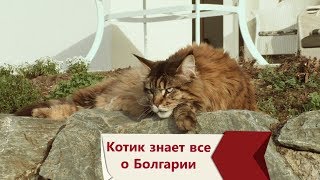 ВСЕ О БОЛГАРИИ. Стрим с котиком Вилли ВСЕ О БОЛГАРИИ. Стрим с котиком Вилли