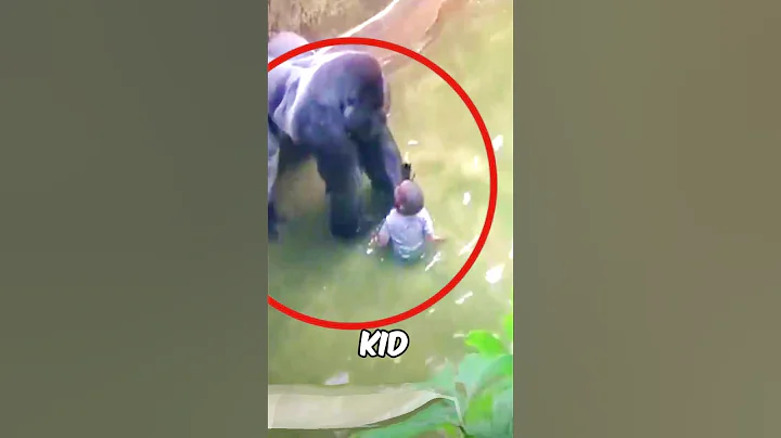 This Kid Fell into the Gorilla, But Tragically...🥺❤️