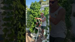 This is what it takes to run a vertical farm outdoors year round #farming #agriculture #gardening @Agrotonomy