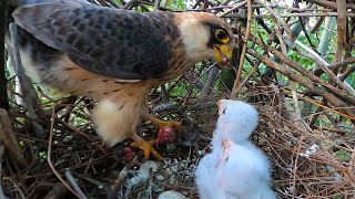 Гнездо Кобчика / Кормление птенцов / Red-footed falcon nest
