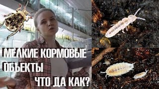 видео Что едят мокрицы в природе и в домашних условиях