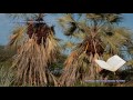111. Пальмовые волокна (Al-Masad) - Коран на русском языке