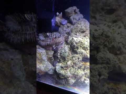 Bubble Bee Snails Eating Vermetid Snails Update Youtube