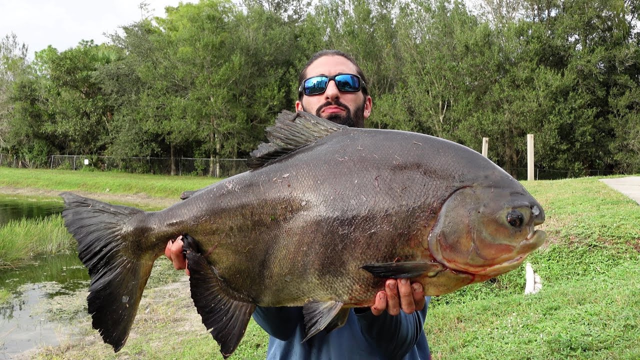Catching Huge Amazon Fish in Southwest Florida - YouTube
