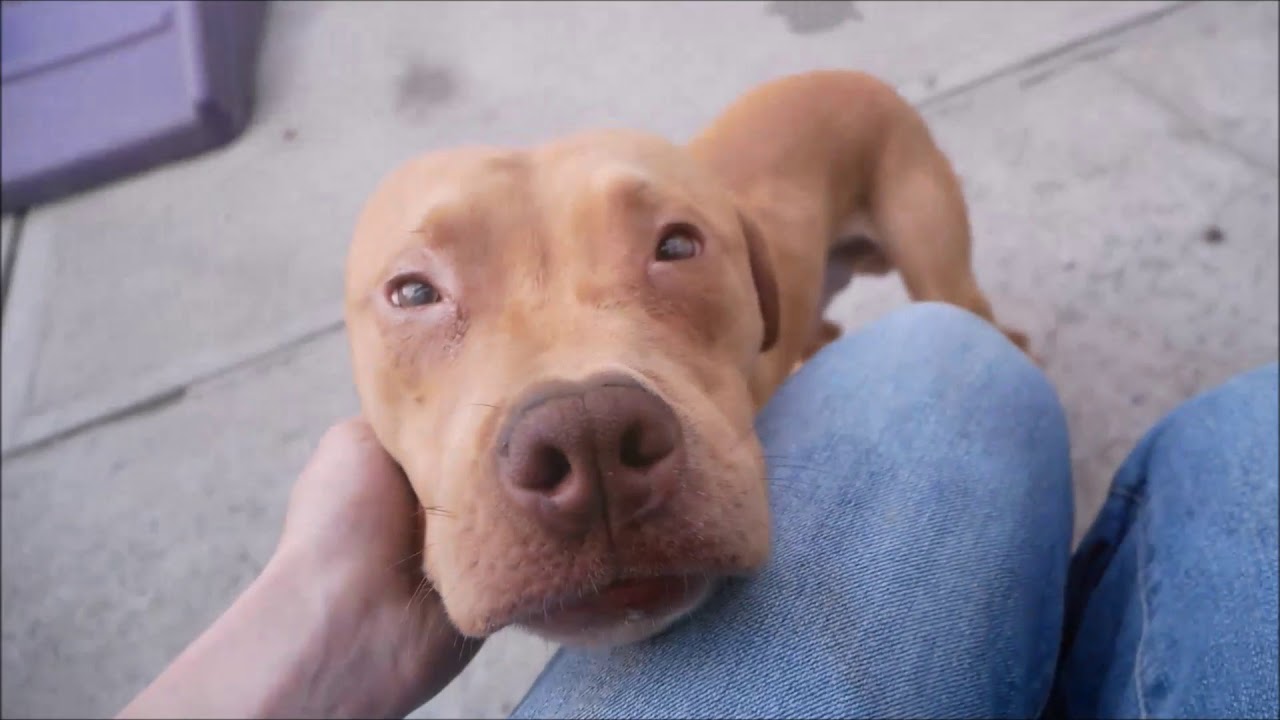 adopt cats long island Prince 64152 | A Little Lamb! NYCACC