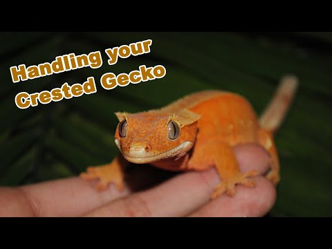 lizard skin grips Handling Crested Gecko Tips