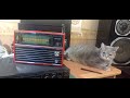 Кот меломан чуть не скинул радиоприёмник