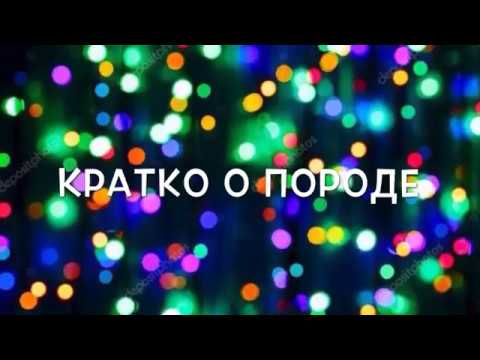 ши тцу порода фото смотреть