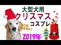【クリスマス】大型犬もこんなに可愛いクリスマスコスプレ出来るよ?!
