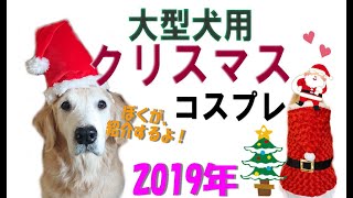 【クリスマス】大型犬もこんなに可愛いクリスマスコスプレ出来るよ?!