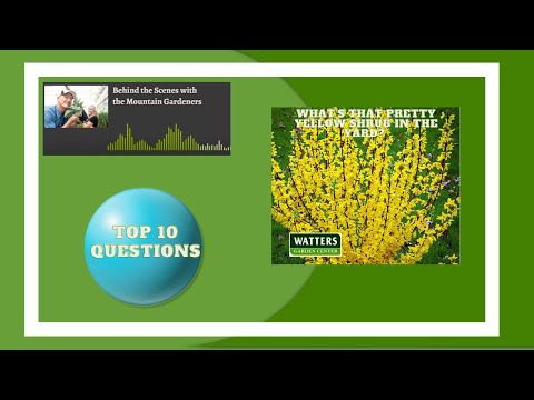 Video: Ce este un arbust de păstăi de colier: informații despre plantele de păstăi de colier galbenCe este un arbust de păstăi de colier: informații despre plantele de păstăi de colier ga