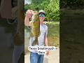 Urban Smallmouth Bass Fishing in Texas! #fishing #bassfishing #texas  #smallmouthbassfishing #gruene