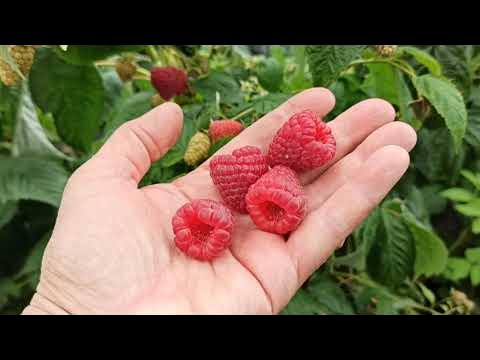 Сорт малины энросадира отзывы