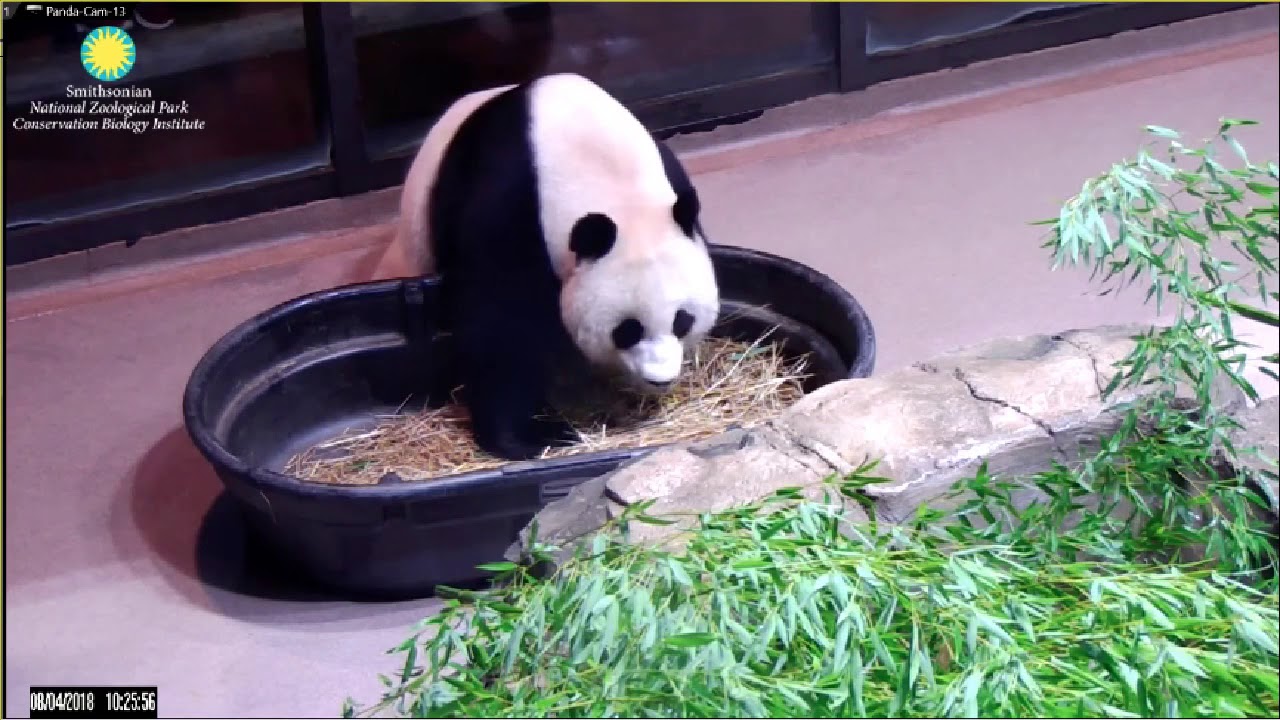 King Tian Tian, Prince Bei Bei & Queen Mei Xiang! ️👑🐼🐼🐼👑 ️ - YouTube