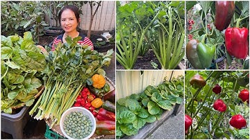 Thu hoạch ớt đĩa bay, cần tây, dưa hấu tí hon, mồng tơi, ớt chuông sau vườn ở Úc