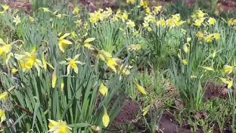 Spring has arrived on campus