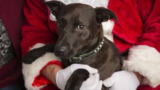 Spokane Photos With Santa Experience