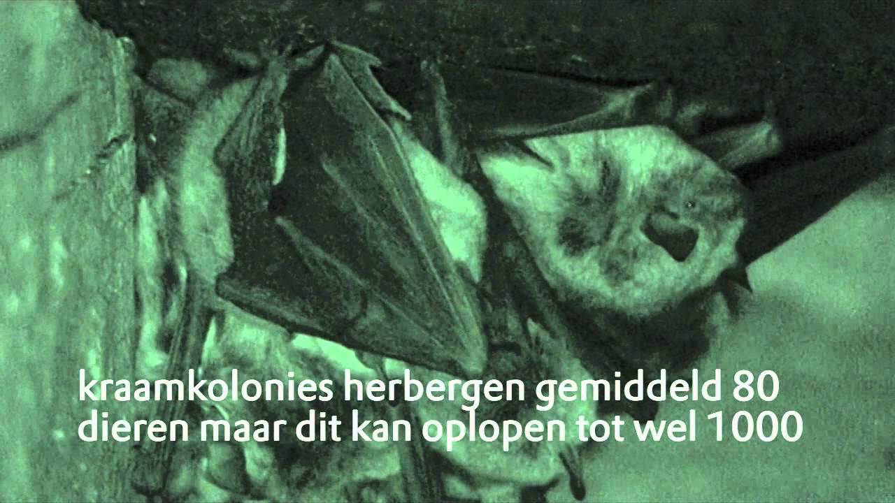 Vleermuis Vogels Natuurmonumenten YouTube Vleermuis Vogels Natuurmonumenten YouTube