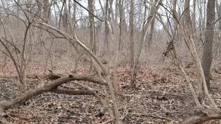 Clearing 1 Acre of land 10: clearing heavily wooded acre.