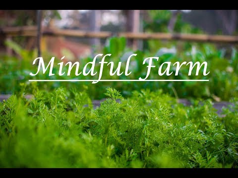 Mindful Farm - A Short Movie