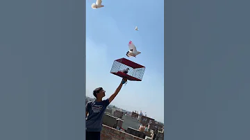 Kabootar Ki Chhatri Banane Ka Tarika Punjabi Viral Trending Kabutar Pets Shortsvirals 