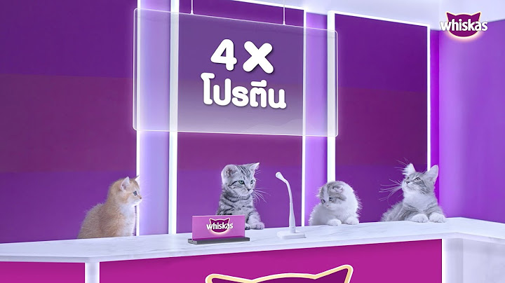 น้องแมวชอบอาหารคน หรือ อาหารแมว?