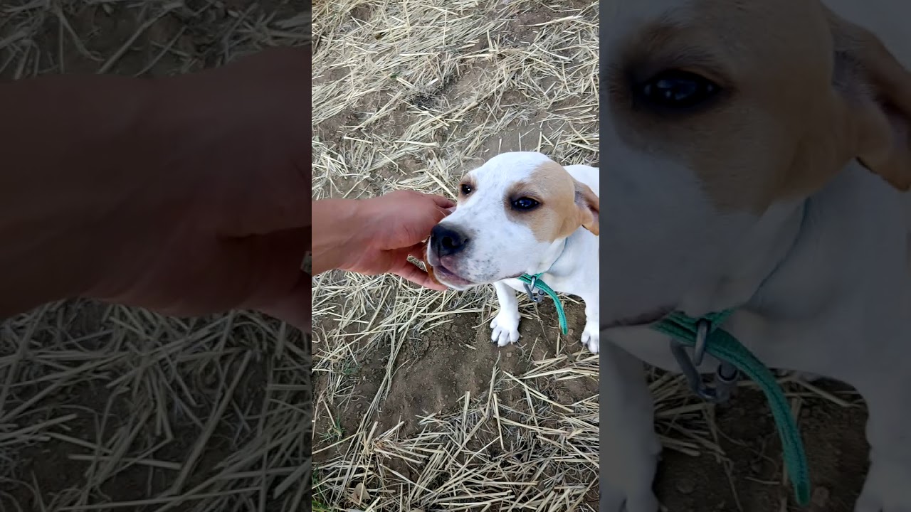 Pointer av köpeği Otur eğitimi. YouTube