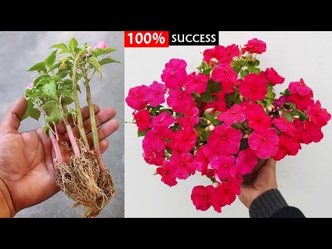 वीडियो: इम्पेतिन्स अर्गुटा सूचना: इम्पेतिन्स अर्गुटा फूल कैसे उगायें