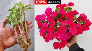 2 SUPER EASY Methods To GROW Impatiens From Cuttings