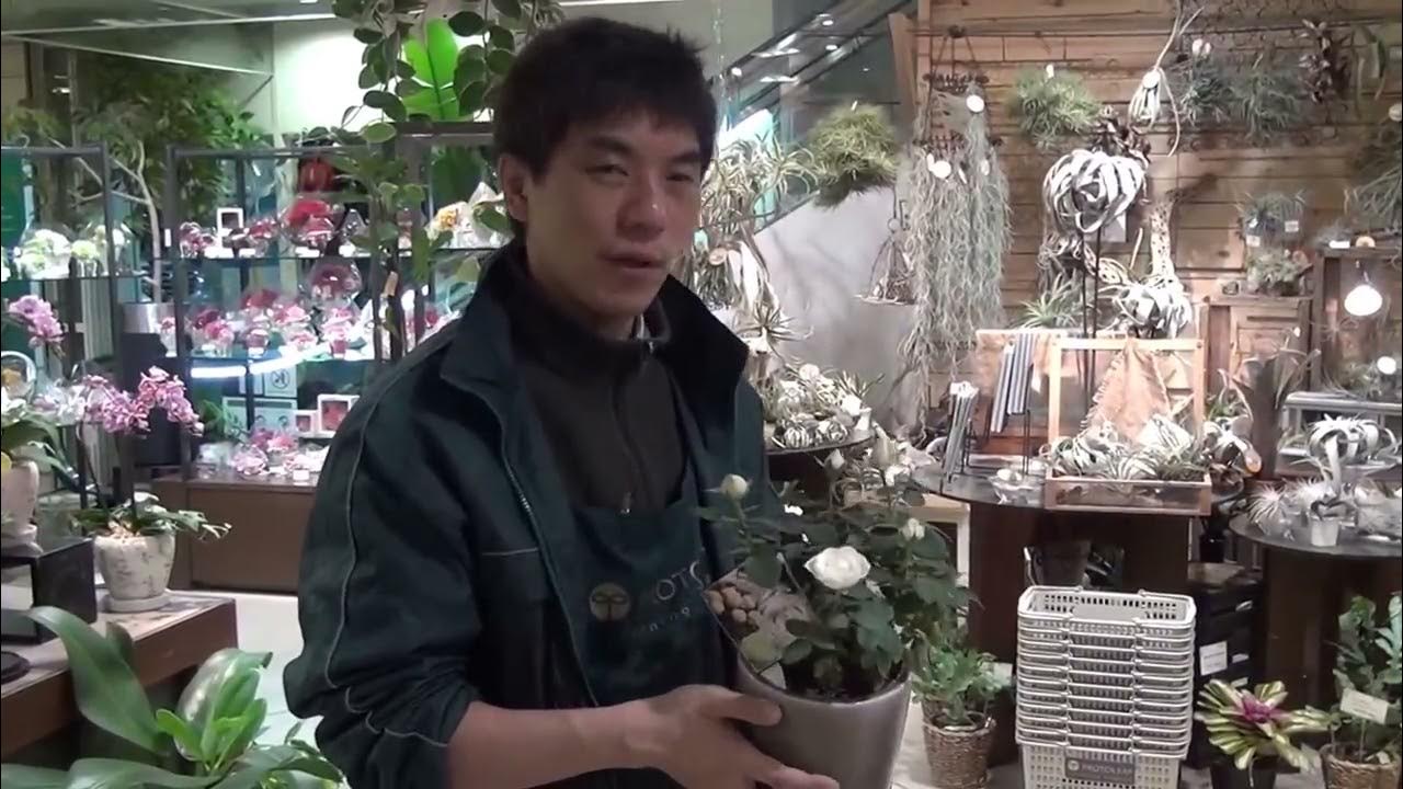 室内で開花するミニバラ インフィニティの育て方 日常管理 Youtube