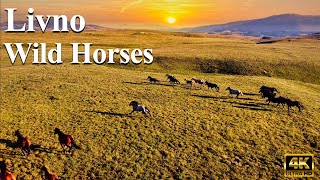 A Thousand Wild Horses Found Their Home || Livno Bosnia and Herzegovina || Wild Horses Roaming Free