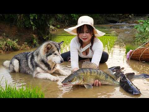 Full Harvest Day: Catching Field Carp & Harvesting Rice, Watermelons and Grapefruits!