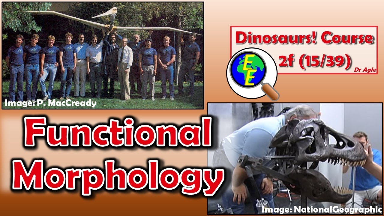 Dinosaur Functional Morphology (2f - 15/39)