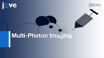 Tumor Cell Invasion: Orthotopic Mouse Model Of Oral Squamous Cell Carcinoma l Protocol Preview