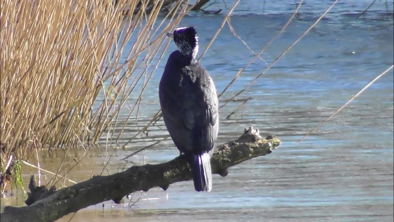 A winter walk around Salmon Leap, Totton YouTube