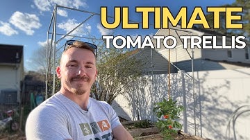 A Tomato Trellis to Make You Jealous | The Ultimate Tomato Trellis!
