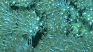 Diving around Panglao Island Bohol (2011)