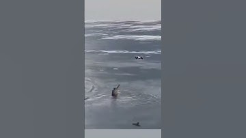 Drone tries to capture footage of alligator in water
