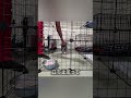 子犬のトレーニング