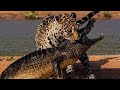 WILDLIFE // Leopard attack and kill the crocodile / Tazama maajabu Chui akiwinda mamba ndani ya maji