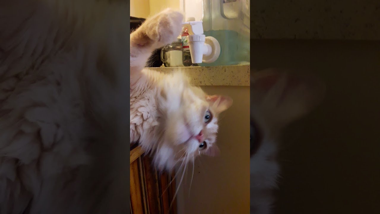 いつの間にかウォーターサーバーが猫専用になってた Petomorrow いつの間にかウォーターサーバーが猫専用になってた Petomorrow