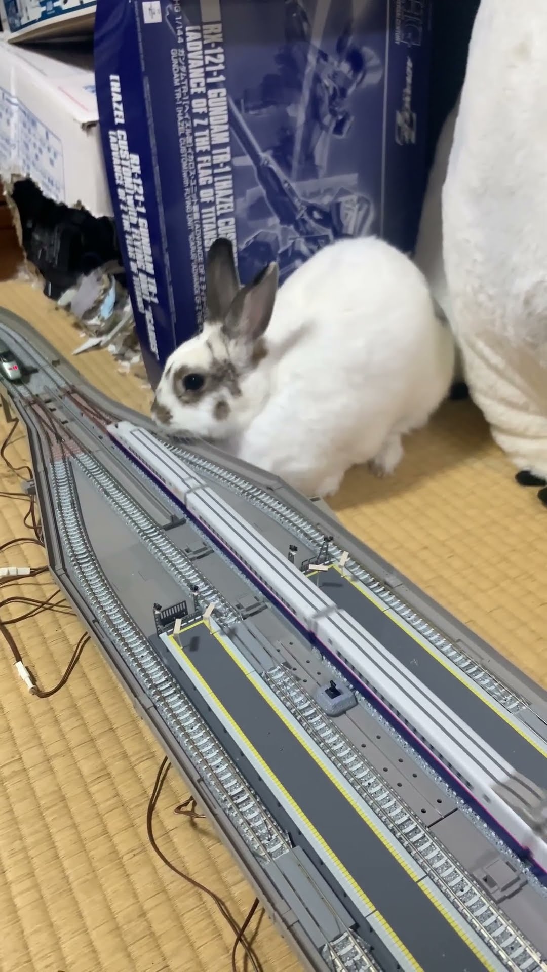 ショート番外編撮影の裏側のうさぎさん#うさぎ - YouTube