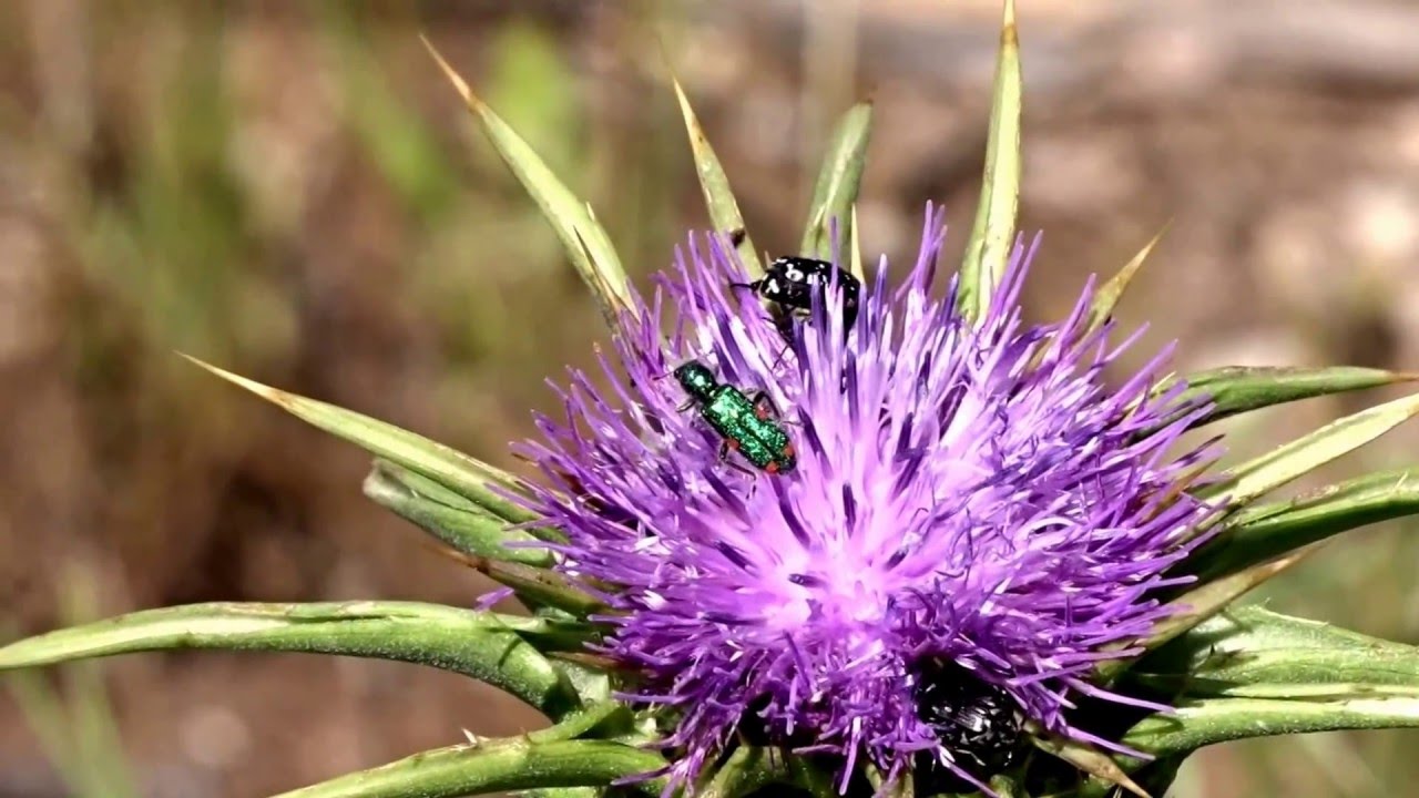 טריכודית 4 הנקודות Trichodes quadriguttatus