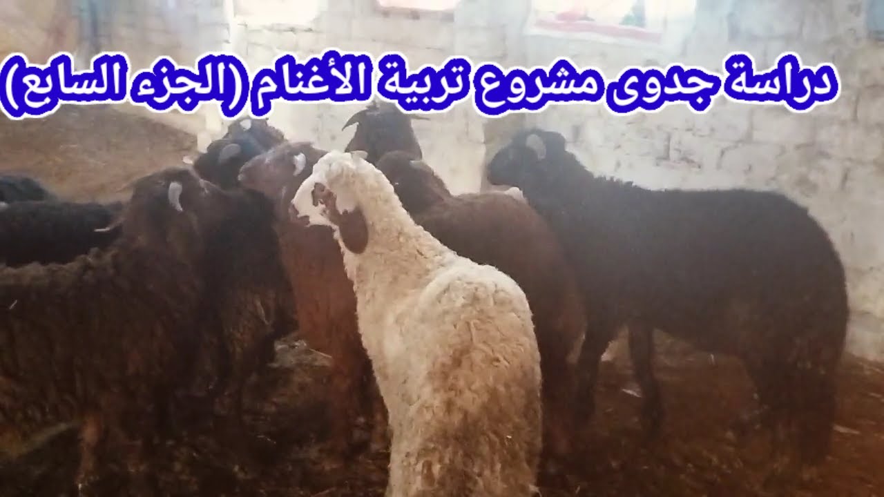 دراسة جدوى مشروع تربية الأغنام (الجزء السابع)