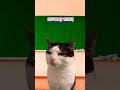 Махлобухин убери телефон